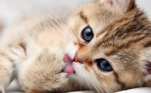 �����߲�����ǣ�è���γ���ʲô��������