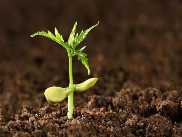 �������ּ���ǳ����ļҺ�����