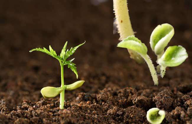 ±ãЯʽÍÁÈÀÑø·ÖËÙ²âÒÇ ±ãЯʽÍÁÈÀÑø·ÖËÙ²âÒÇ